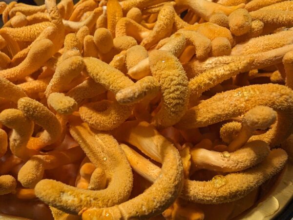 MIND & BODY - <br>Lion's Mane Mushroom &<br> Cordyceps Militaris Powder Blend.<br/> - Image 14