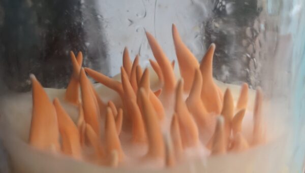 MIND & BODY - <br>Lion's Mane Mushroom &<br> Cordyceps Militaris Powder Blend.<br/> - Image 10
