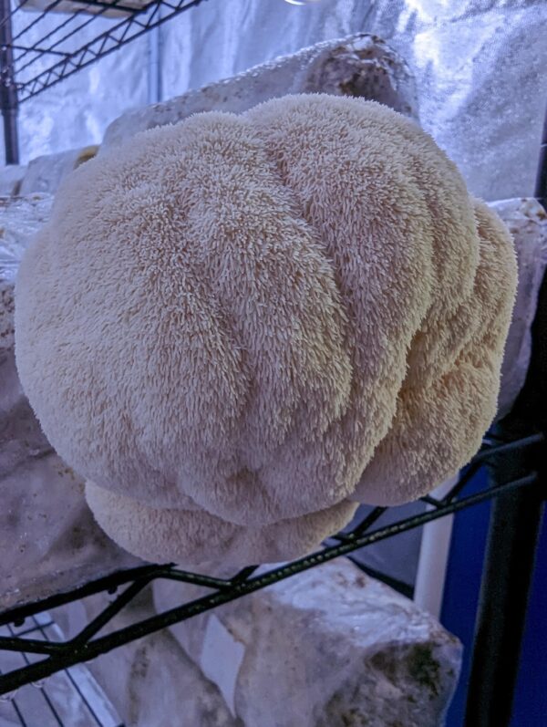 100% Lion's Mane Mushroom Powder - Image 15