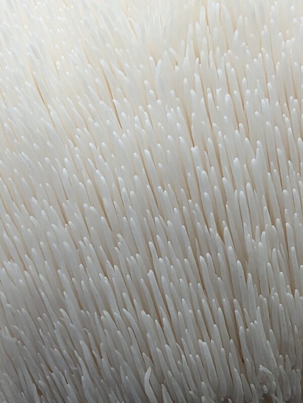 MIND & BODY - <br>Lion's Mane Mushroom &<br> Cordyceps Militaris Powder Blend.<br/> - Image 15