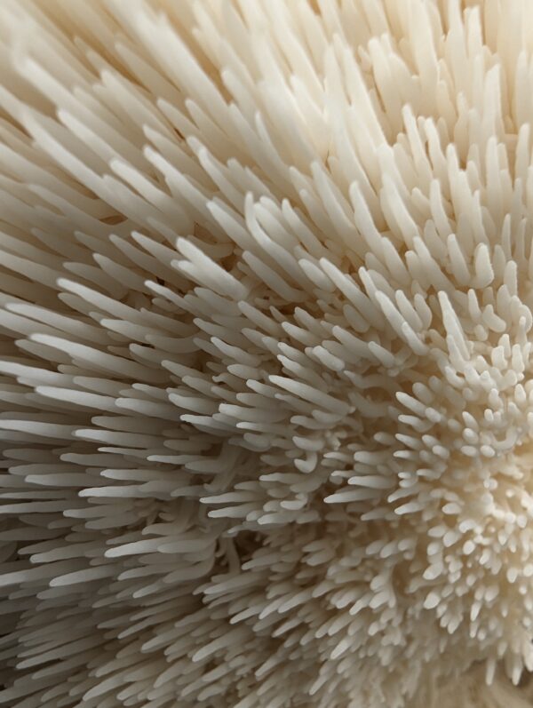 MIND & BODY - <br>Lion's Mane Mushroom &<br> Cordyceps Militaris Powder Blend.<br/> - Image 9