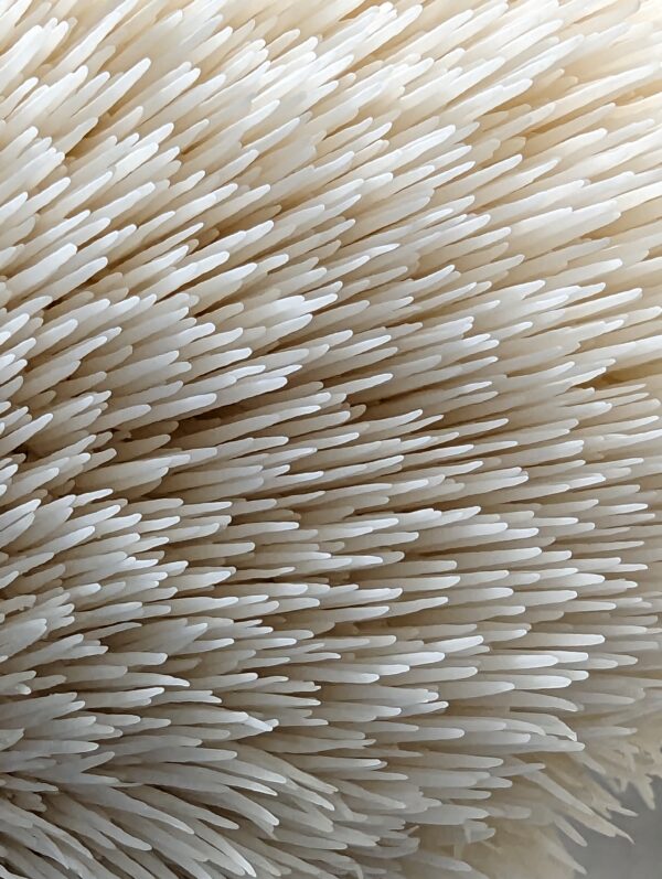 100% Lion's Mane Mushroom Powder - Image 11