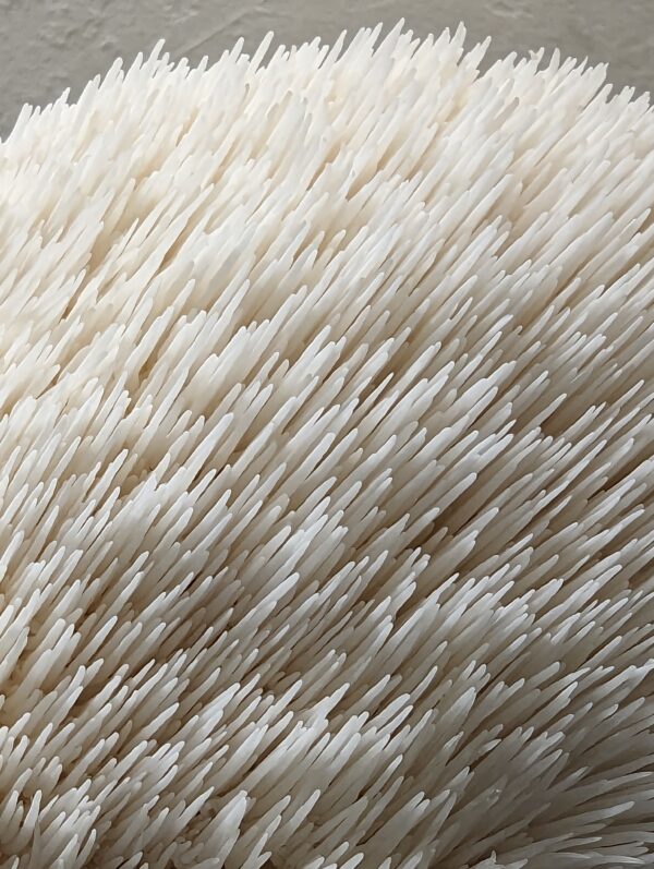 MIND & BODY - <br>Lion's Mane Mushroom &<br> Cordyceps Militaris Powder Blend.<br/> - Image 21