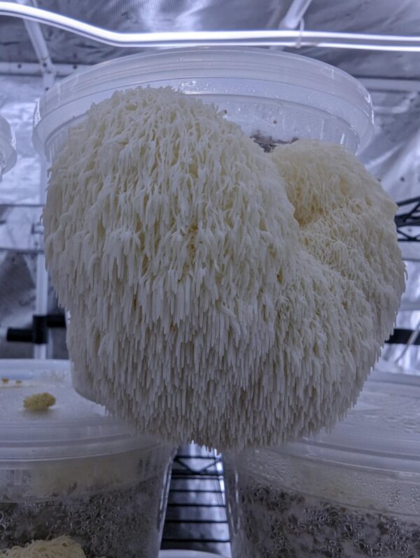 100% Lion's Mane Mushroom Powder - Image 16