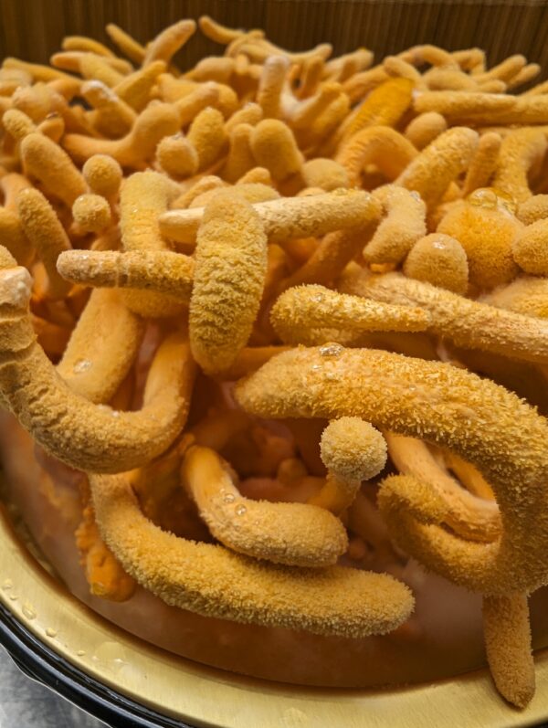 MIND & BODY - <br>Lion's Mane Mushroom &<br> Cordyceps Militaris Powder Blend.<br/> - Image 22