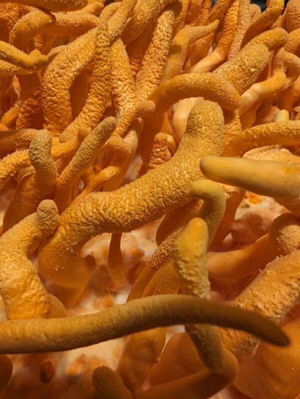 MIND & BODY - <br>Lion's Mane Mushroom &<br> Cordyceps Militaris Powder Blend.<br/> - Image 18