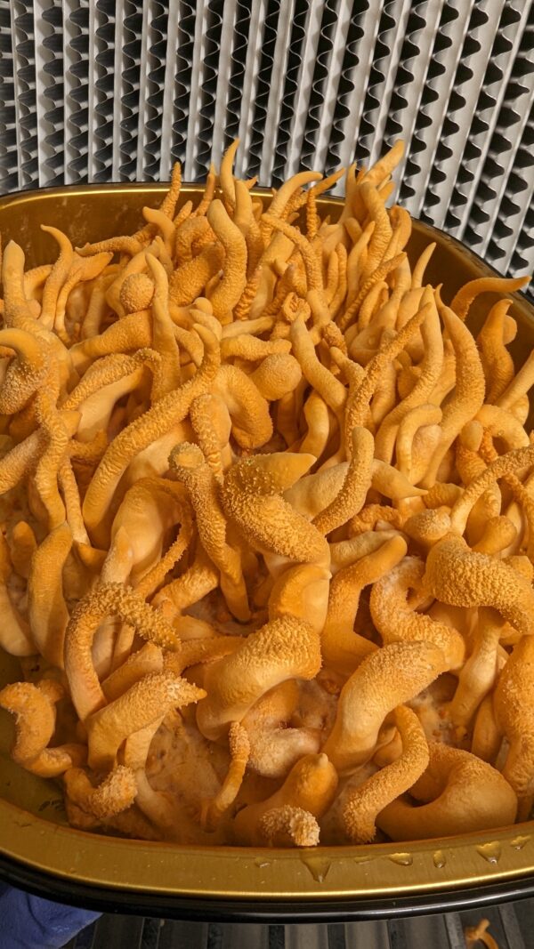 MIND & BODY - <br>Lion's Mane Mushroom &<br> Cordyceps Militaris Powder Blend.<br/> - Image 16