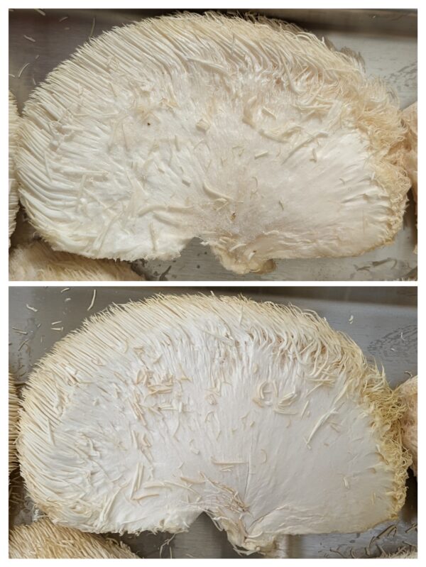 100% Lion's Mane Mushroom Powder - Image 9