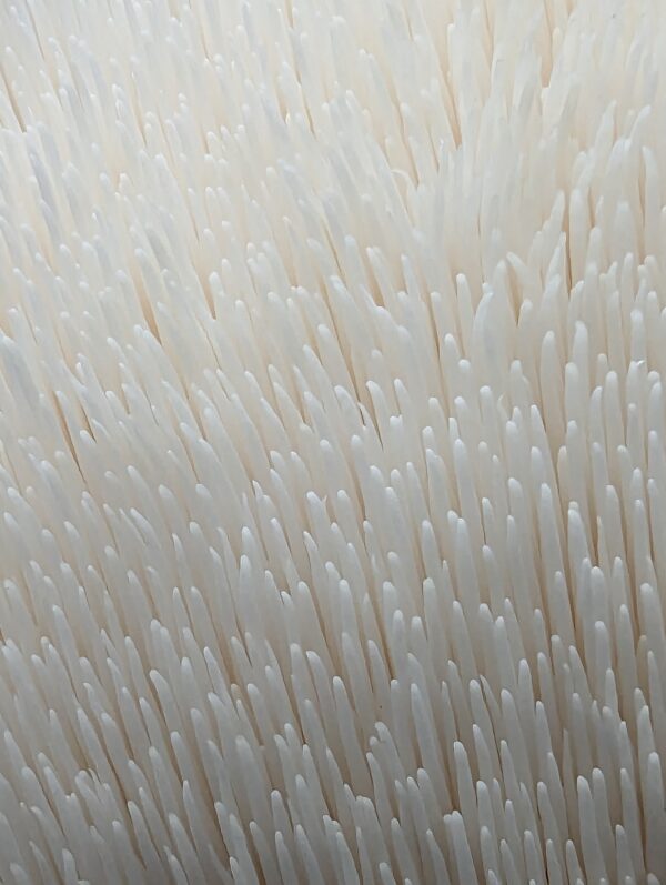 100% Lion's Mane Mushroom Powder - Image 6