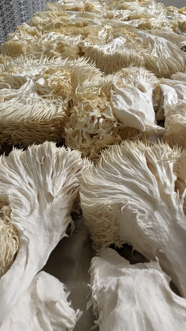 MIND & BODY - <br>Lion's Mane Mushroom &<br> Cordyceps Militaris Powder Blend.<br/> - Image 13