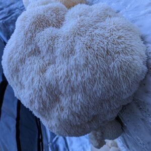 Organically Grown Freeze-Dried Lion's Mane Mushroom