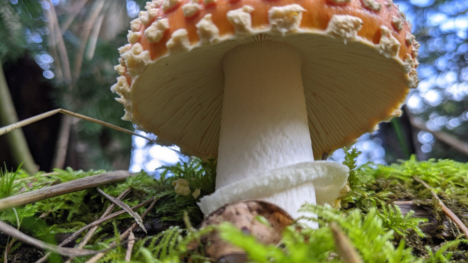 PXL_20201120_213827100.MP