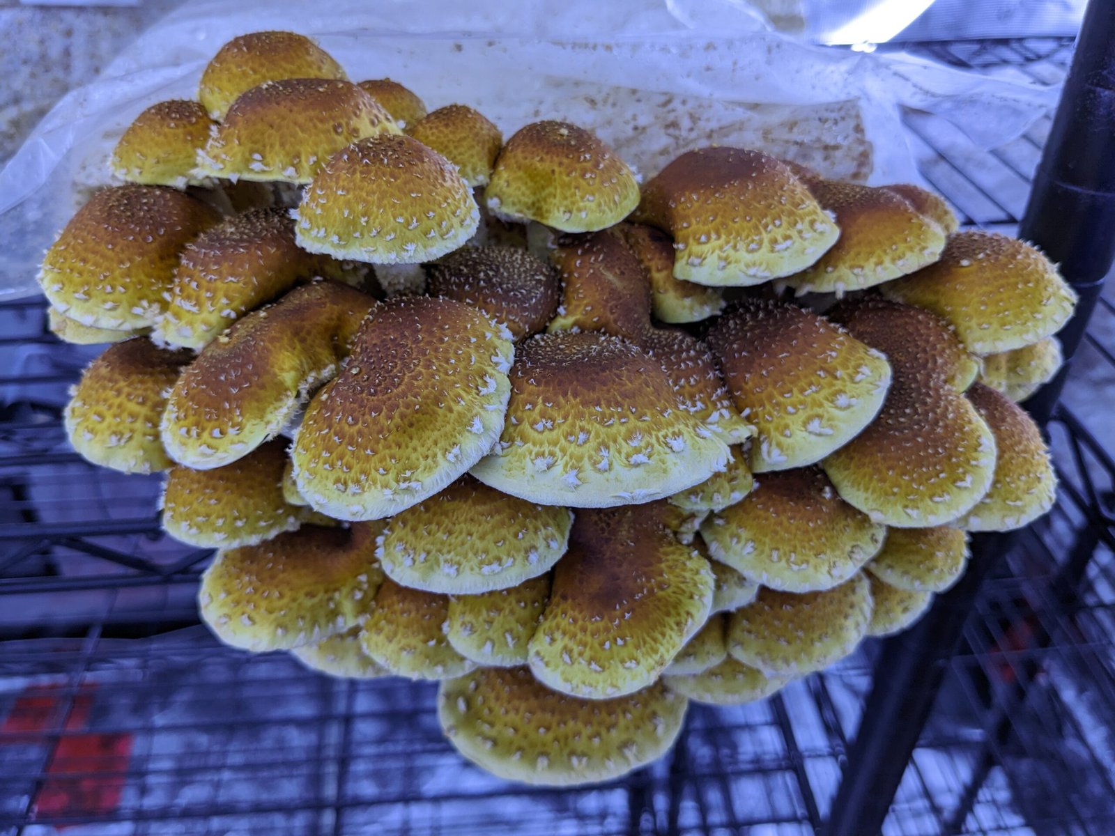 PXL_20230807_065143659.MP